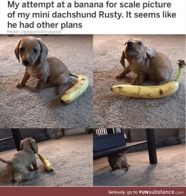 Banana for Scale