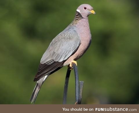 Band-tailed pigeon (Patagioenas fasciata) - PigeonSubstance