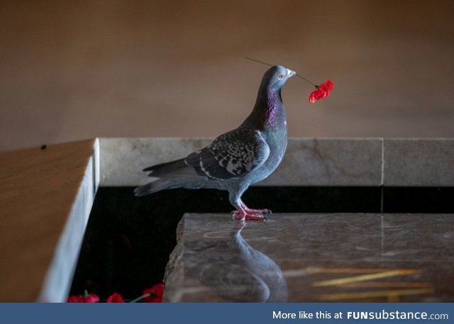 Thieving Pigeon (a beautiful story, in the source)