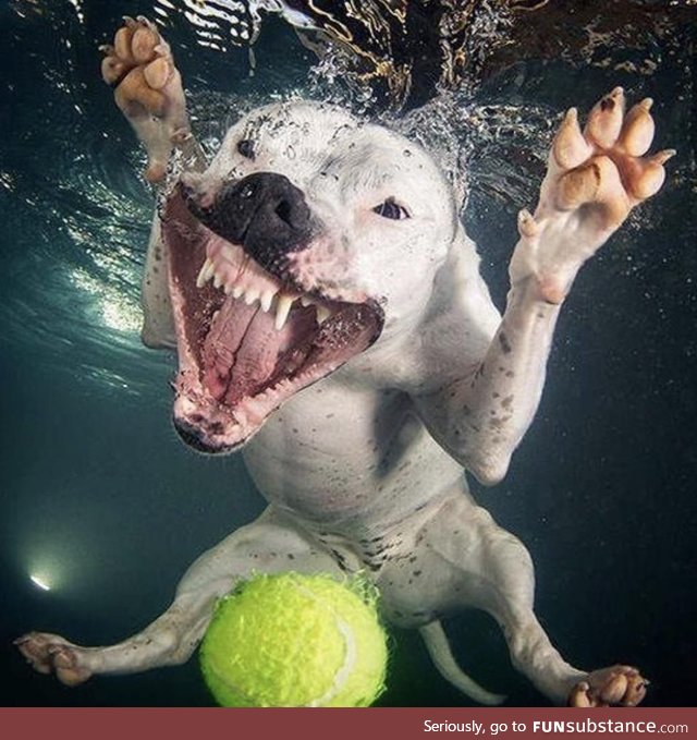 Water attack doggo