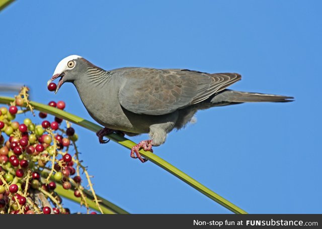 White-crowned pigeon (Patagioenas leucocephala) - PigeonSubstance