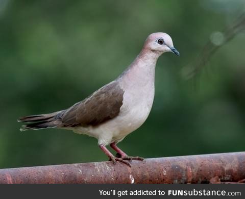 White-tipped dove (Leptotila verreauxi) - PigeonSubstance