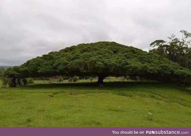 50 meter tree