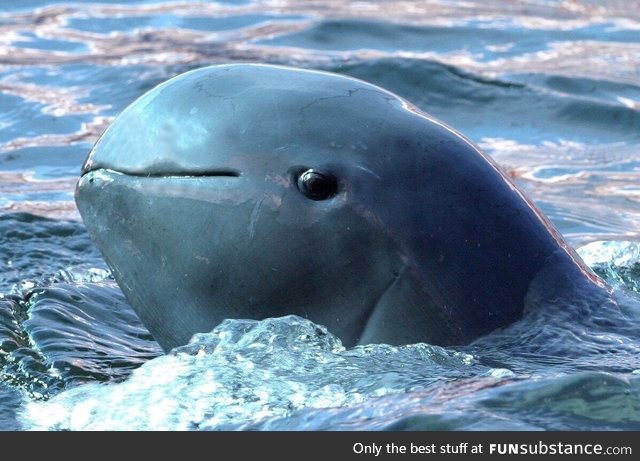 The highly endangered Irrawaddy dolphin