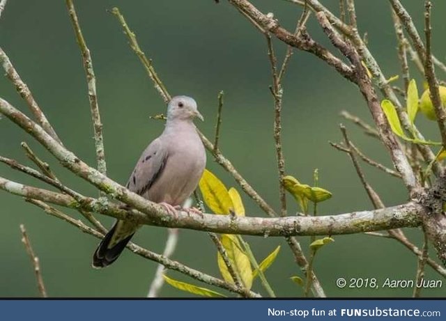 Plain-breasted ground dove (Columbina minuta) - PigeonSubstance