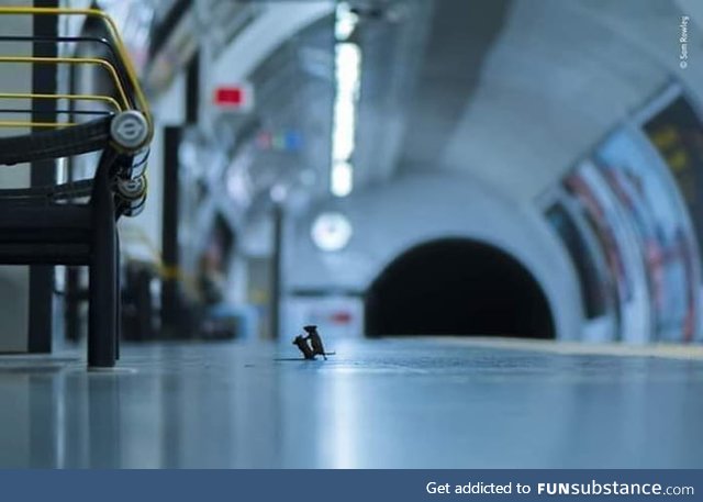A fight between two mice in the London underground tunnel ... The photo is a candidate