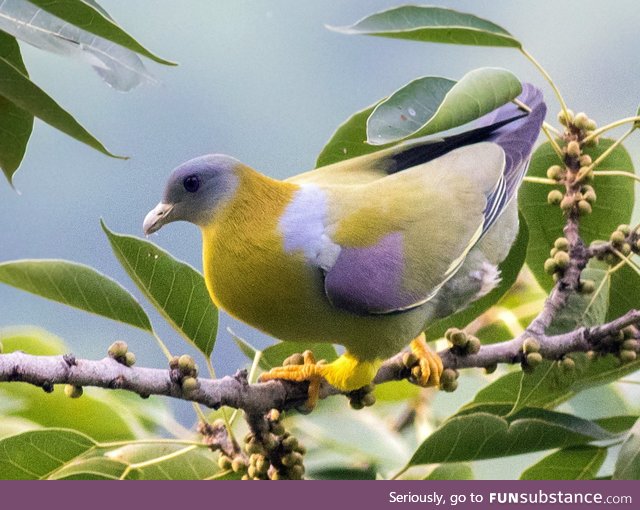 Yellow-footed green pigeon (Treron phoenicoptera) - PigeonSubstance