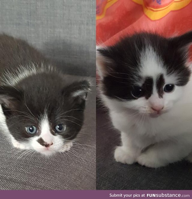 These are my kittens, Oreo and Crumbs!