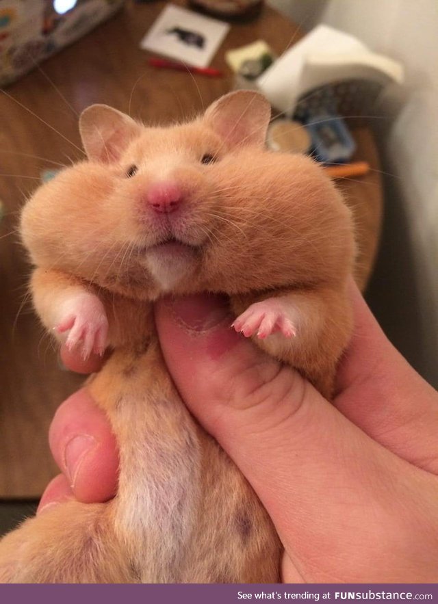 Chunky boy with a mouth full of food