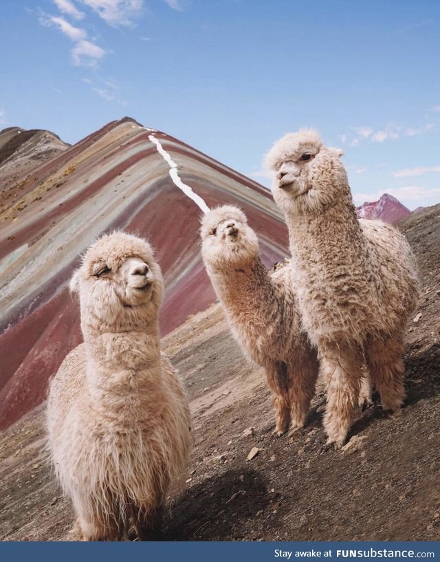The Llama crew from Pperu