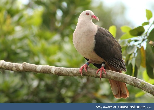 Pink pigeon (Nesoenas mayeri) - PigeonSubstance