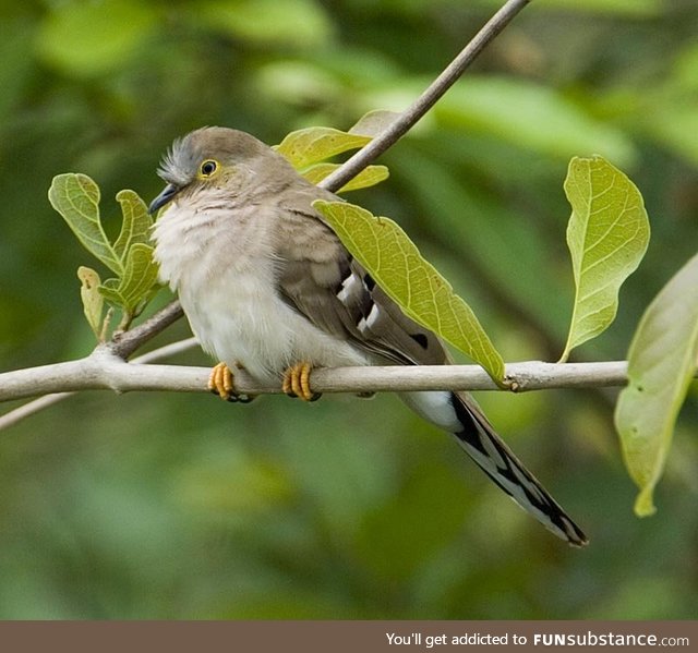 Long-tailed ground dove (Uropelia campestris) - PigeonSubstance