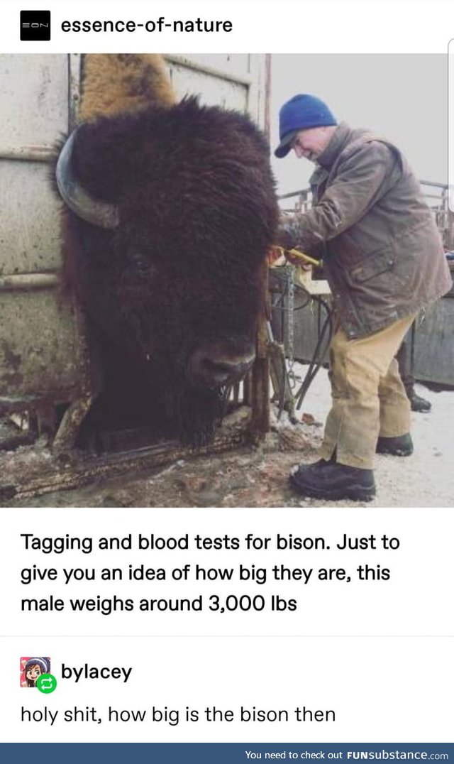 Bison are big