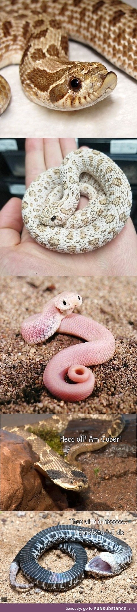 Hognose (SnekSubstance - don't be alarmed by the last picture)