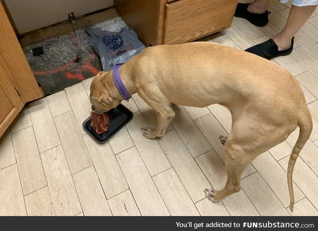 Good girl eating her reward for waking me up in the middle of the night to a half flooded