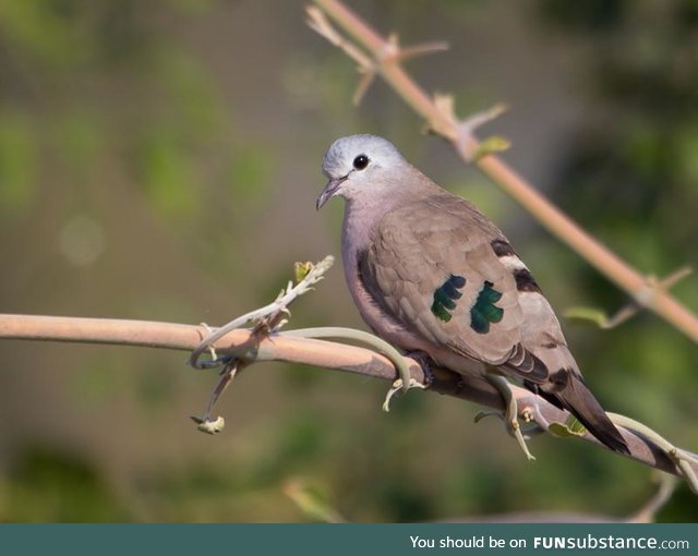 Emerald-spotted wood dove (Turtur chalcospilos) - PigeonSubstance