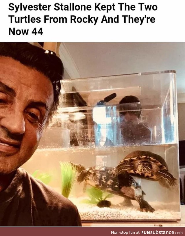 Treat your turtles well