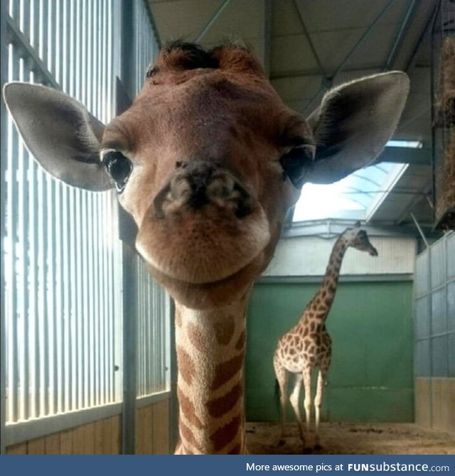 If you're reading this, this baby giraffe will grant one wish