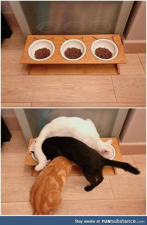 The logic used by cats while eating