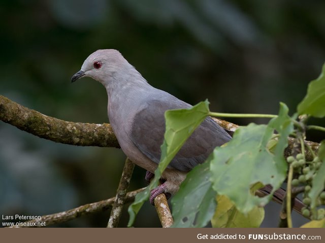 Barking imperial pigeon (Ducula latrans) - PigeonSubstance