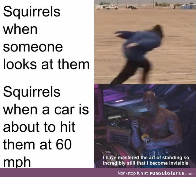 Squirrels in a nut shell