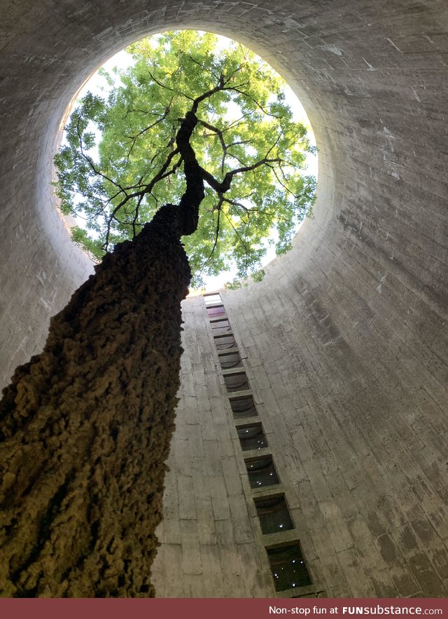 A tree growing inside an abandoned silo. Life, uh, found a way