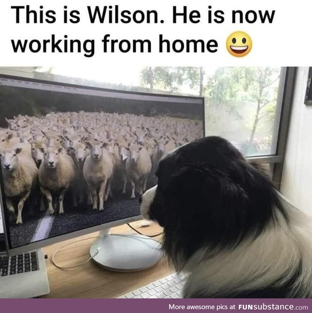 Sheepdog working from home