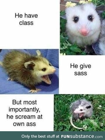 Is it opossum or possum?