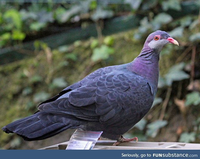 Metallic pigeon (Columba vitiensis) - PigeonSubstance