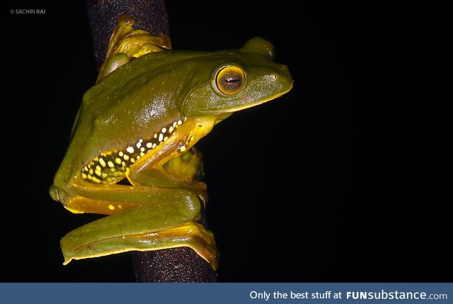 Froggo Fren #102 - False Malabar Gliding Frog