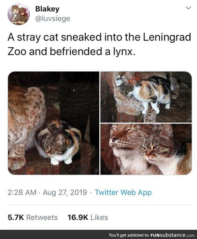 Cat befriends a linx