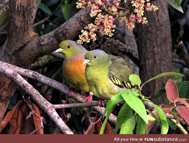 Orange-breasted green pigeon (Treron bicinctus) - PigeonSubstance