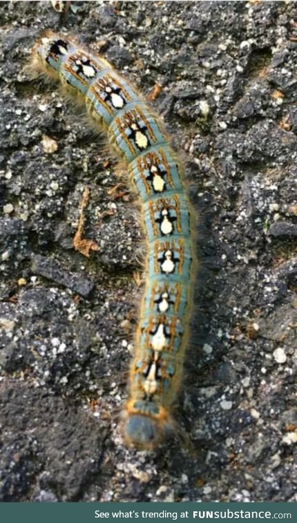 Caterpillar's whom identify as  ????
