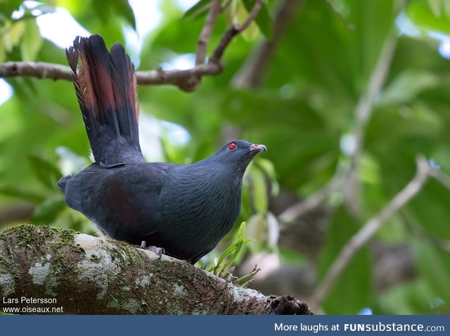 Goliath imperial pigeon (Ducula goliath) - PigeonSubstance