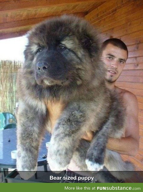 Bear sized puppy? o.o