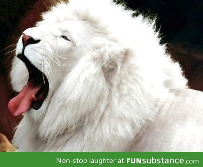 The extremely rare white lion. Less than 300 left