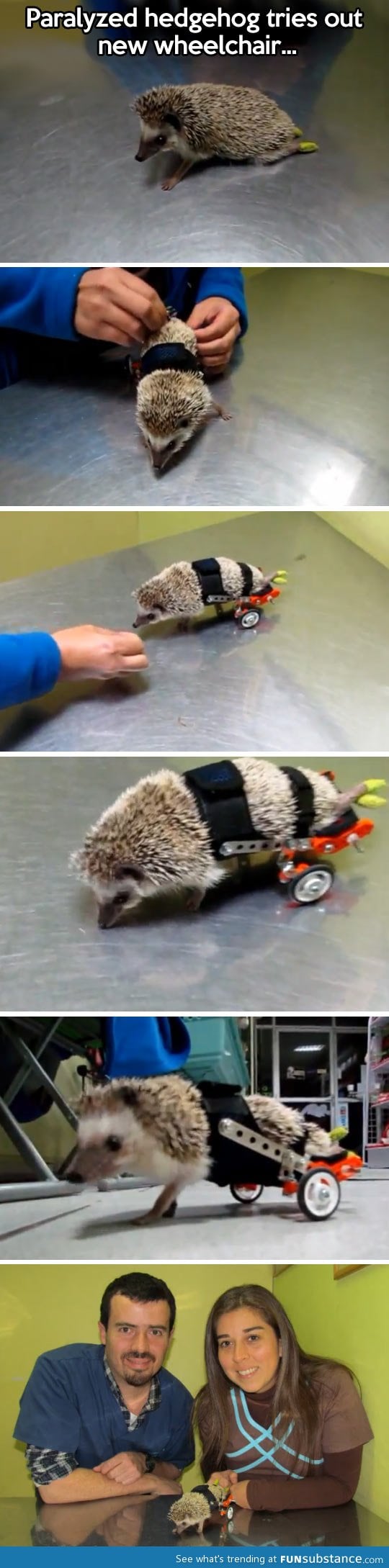Paralyzed hedgehog fitted with wheels