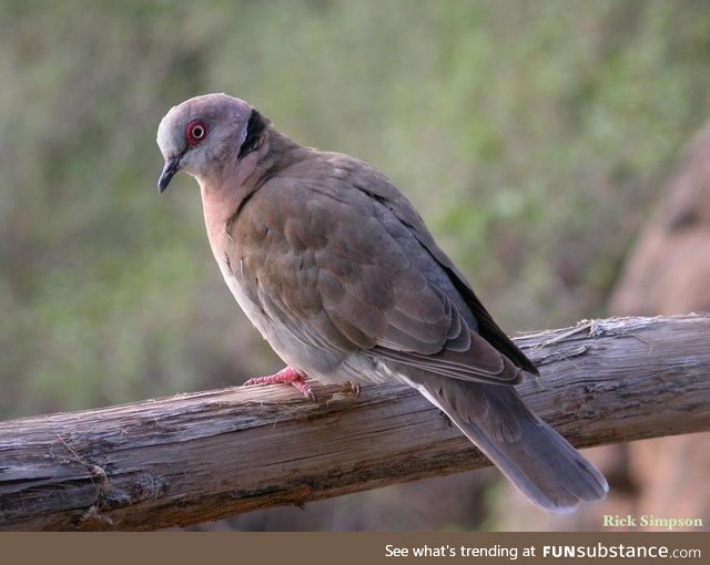 Mourning collared dove (Streptopelia decipiens) - PigeonSubstance