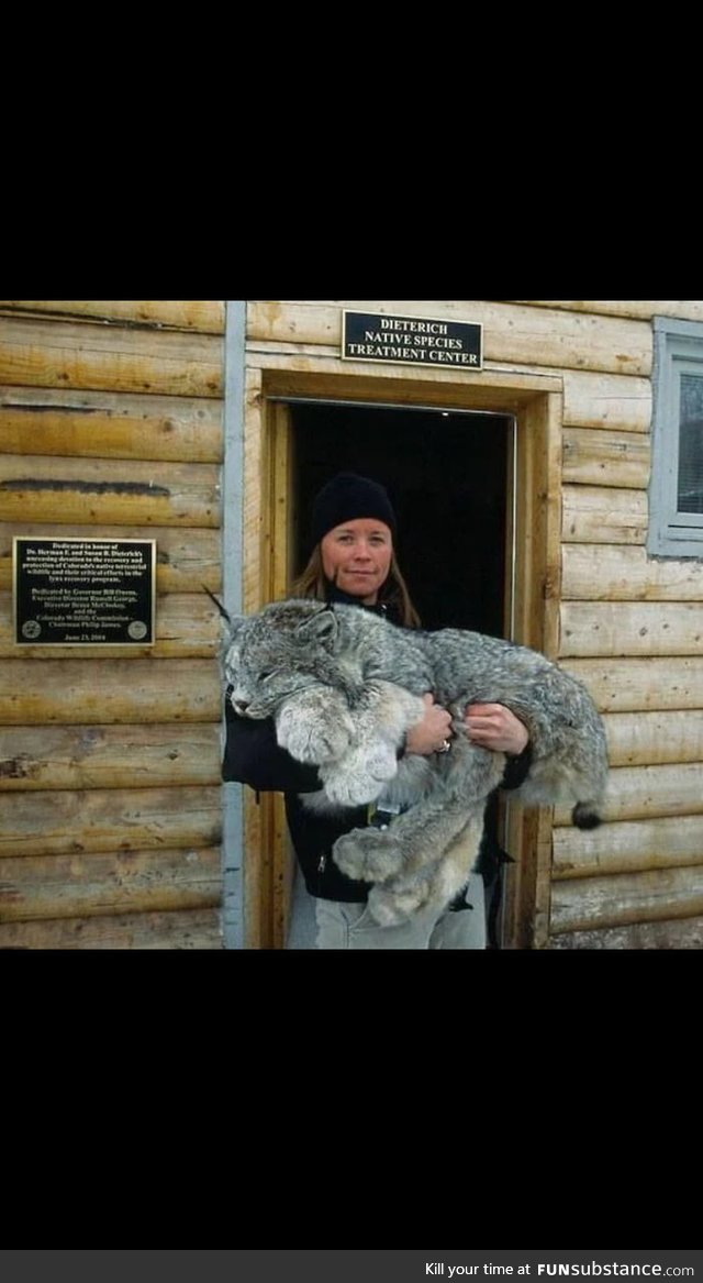 Canada lynx