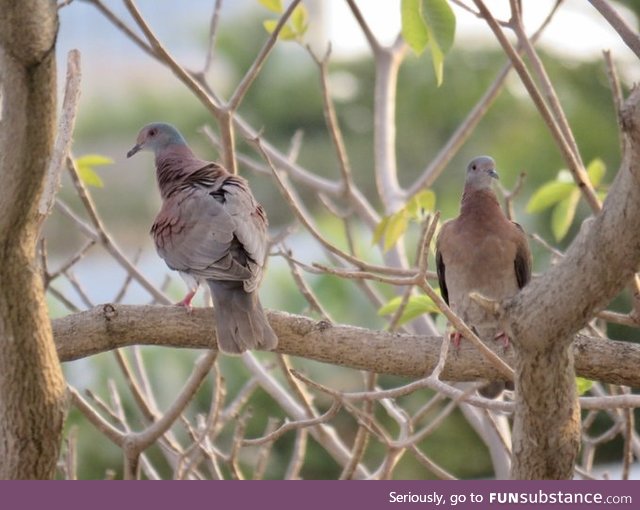 Pale-vented pigeon (Patagioenas cayennensis) - PigeonSubstance