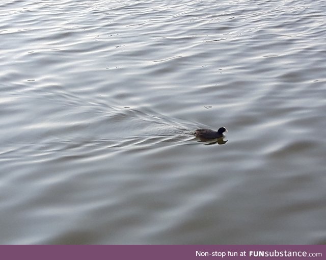 A Coot Water Birb