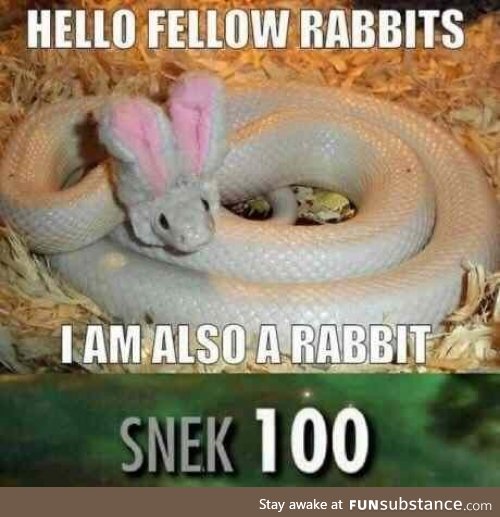 Henlo Fellow Rabbits!