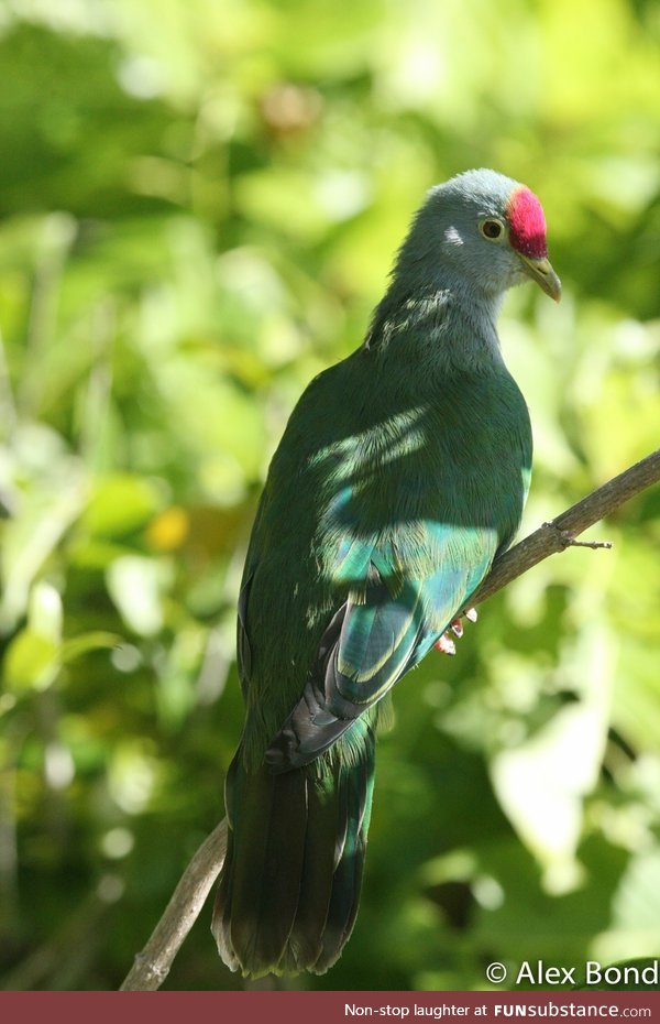 Henderson fruit dove (Ptilinopus insularis) - PigeonSubstance