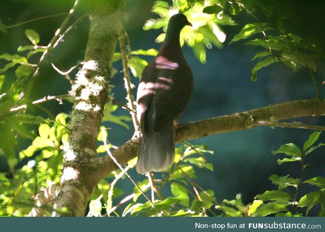 Laurel pigeon (Paloma rabiche) - PigeonSubstance