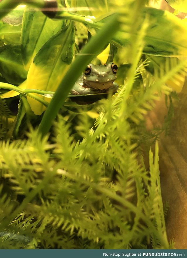 Froggo Fun #109 - Master of Camouflage