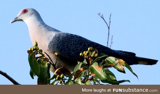 Afep pigeon (Columba unicincta) - PigeonSubstance