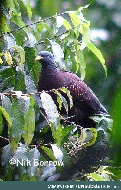 São Tomé olive pigeon (Columba thomensis) - PigeonSubstance