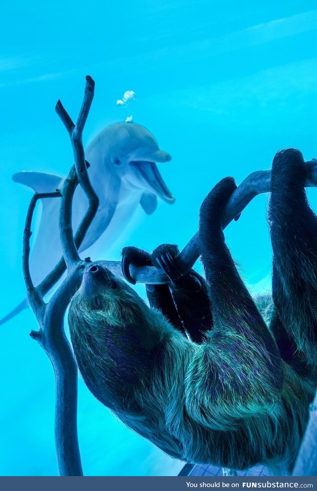 Texas aquarium shows a sloth to the dolphins