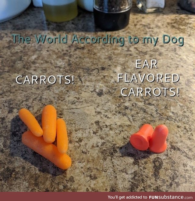 The world according to my dog