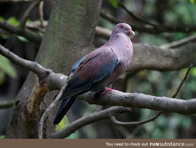 Maranon pigeon (Patagioenas oenops) - PigeonSubstance